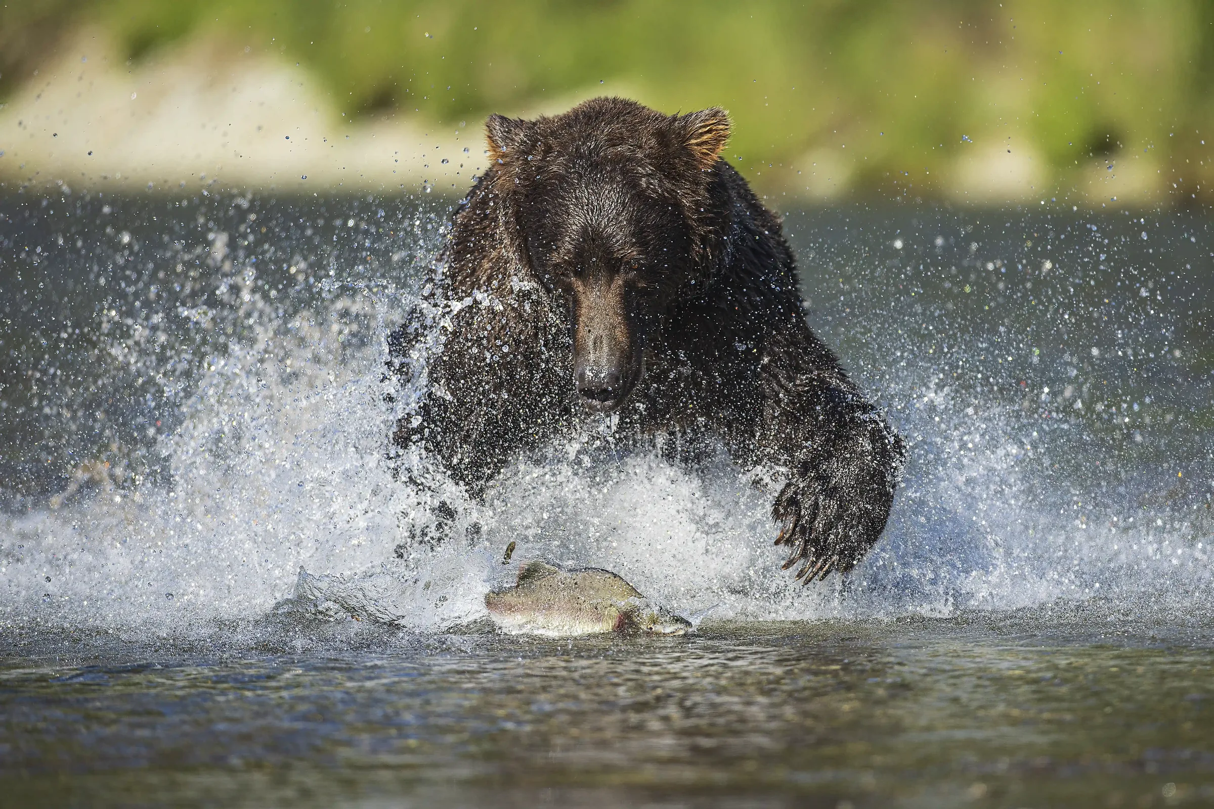 A brown bear charging through a river after a salmon, water spraying around it
