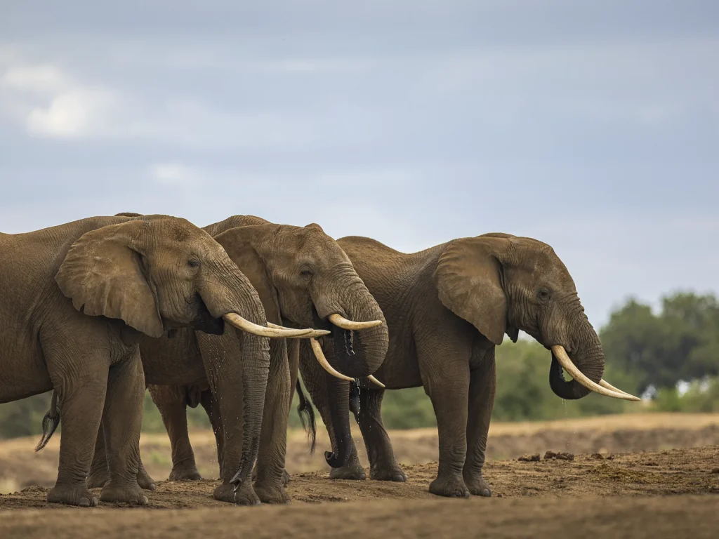 Three tusked elephants drinking at a waterhole, water falling from their trunks