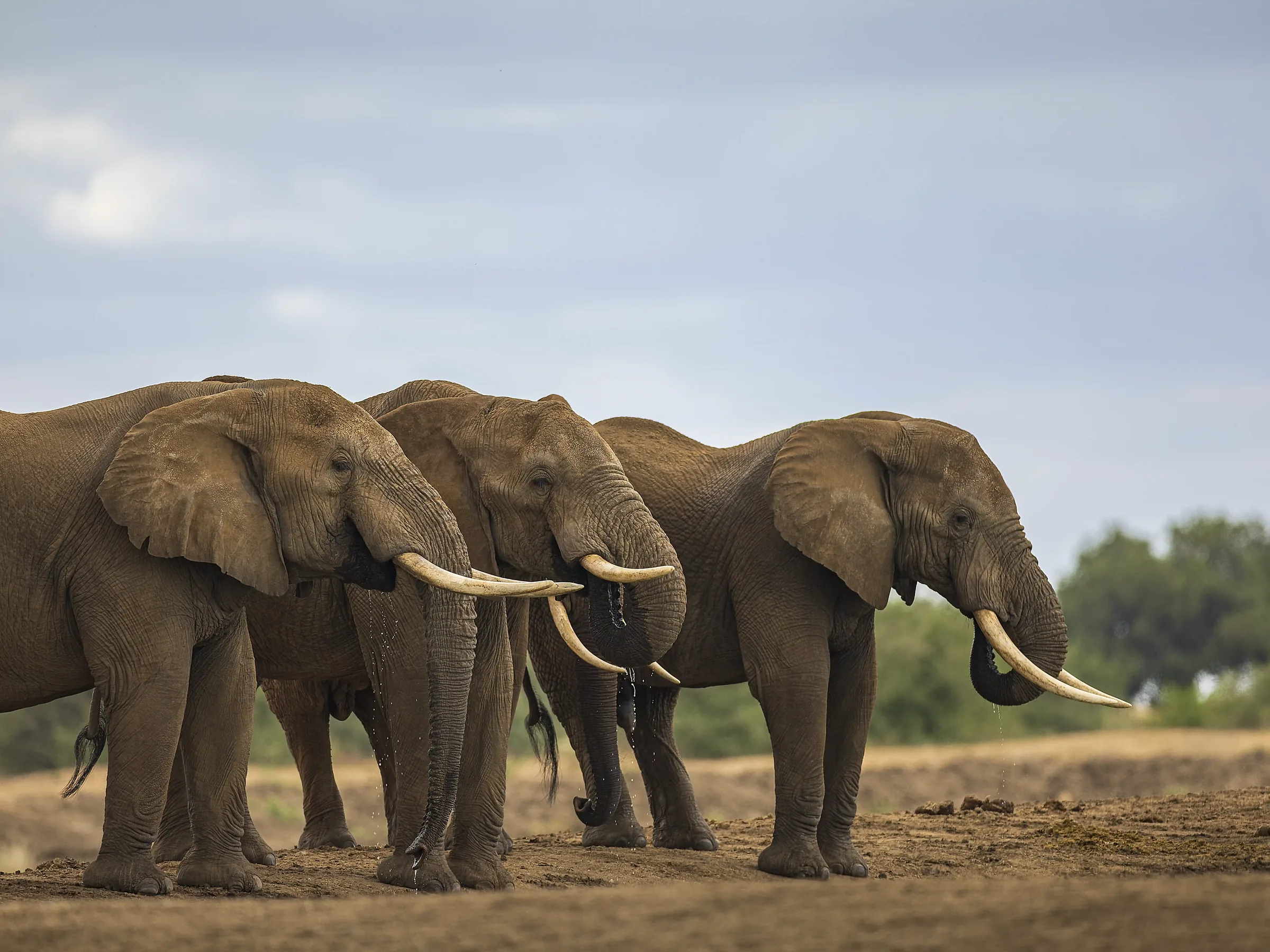 Three tusked elephants drinking at a waterhole, water falling from their trunks