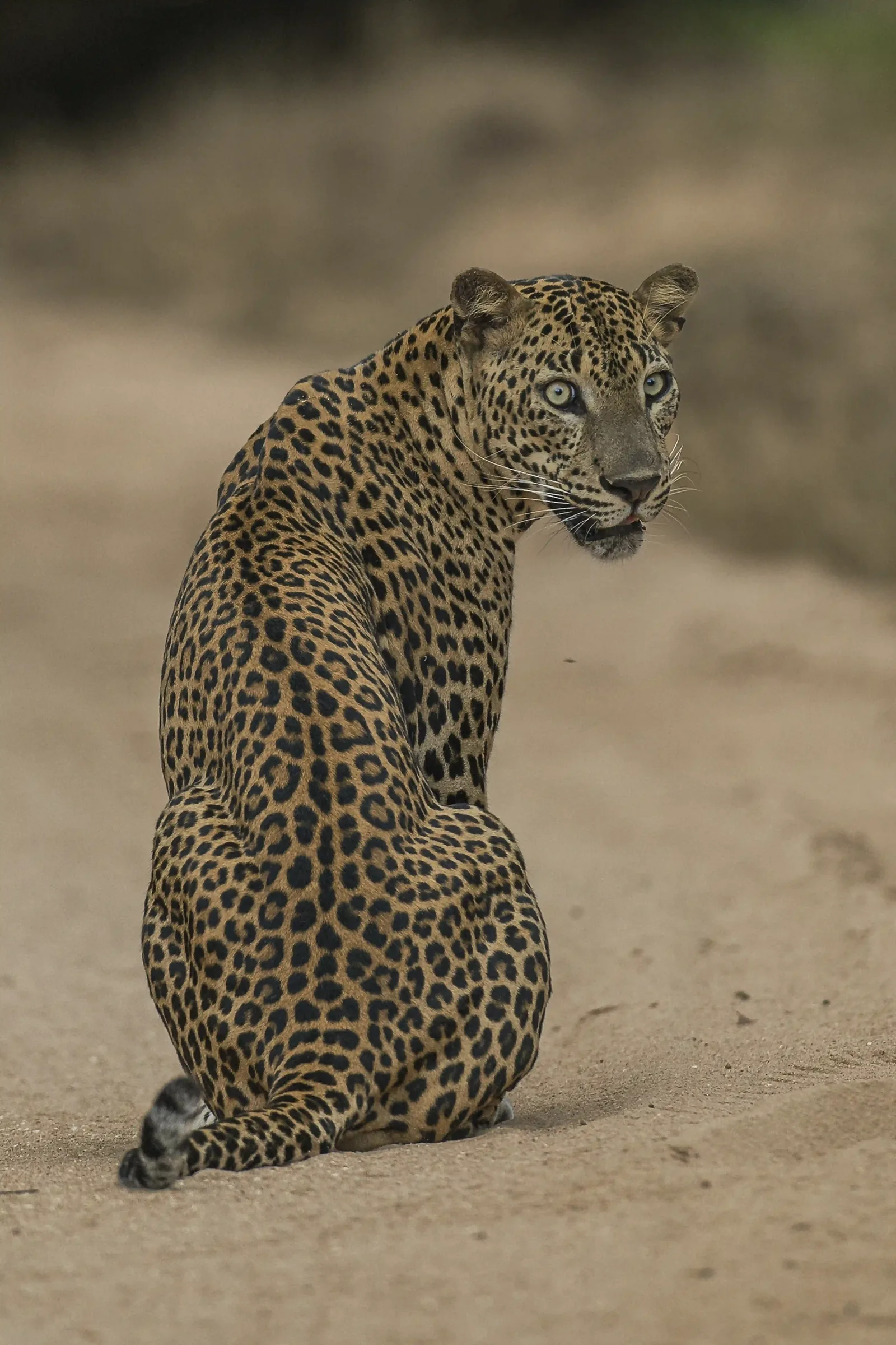 A Sri Lankan leopard sitting on a sand track in Yala, looking back over its shoulder